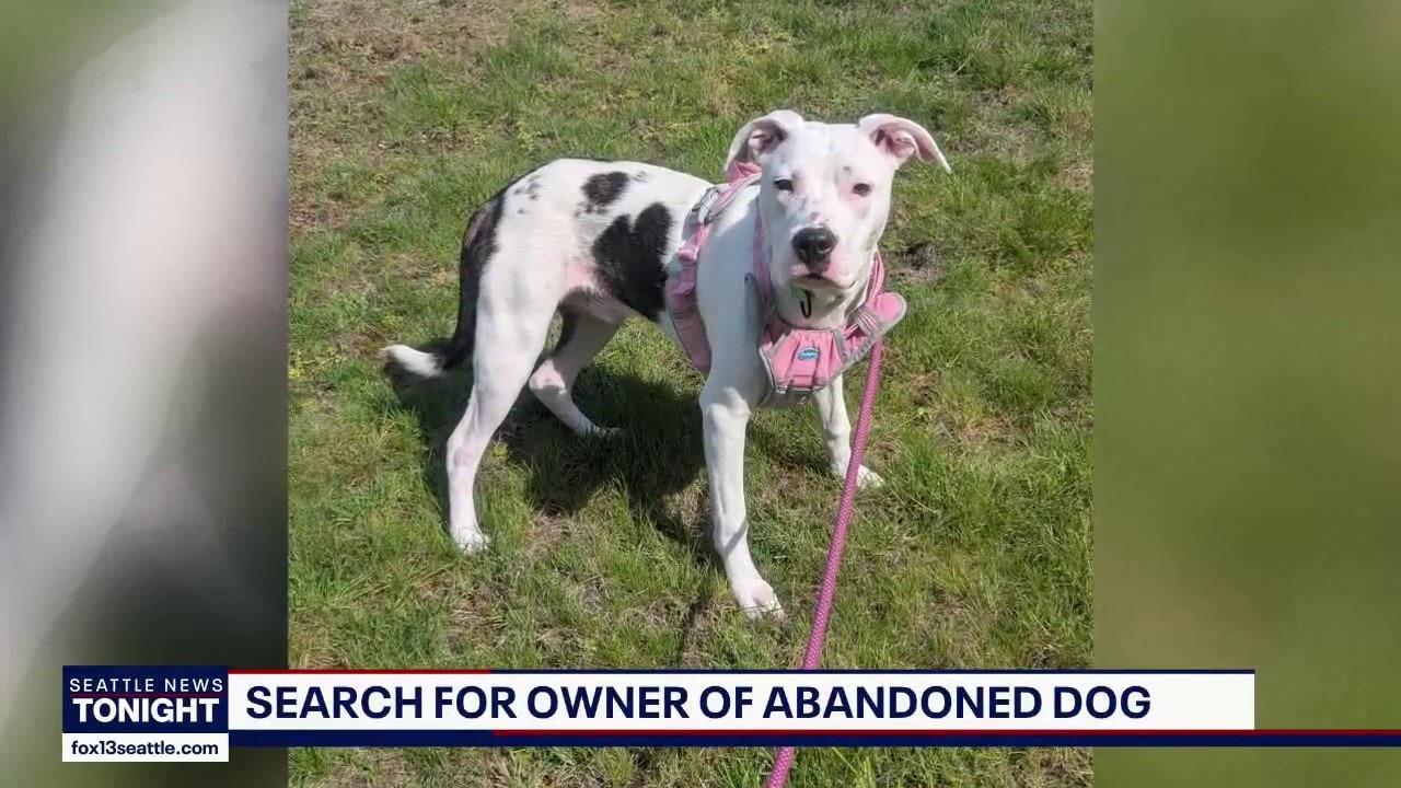 Dog rescued from abandoned Pierce County home recovering with foster family