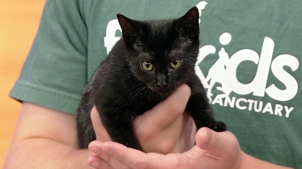 Pet of the day: Apphia