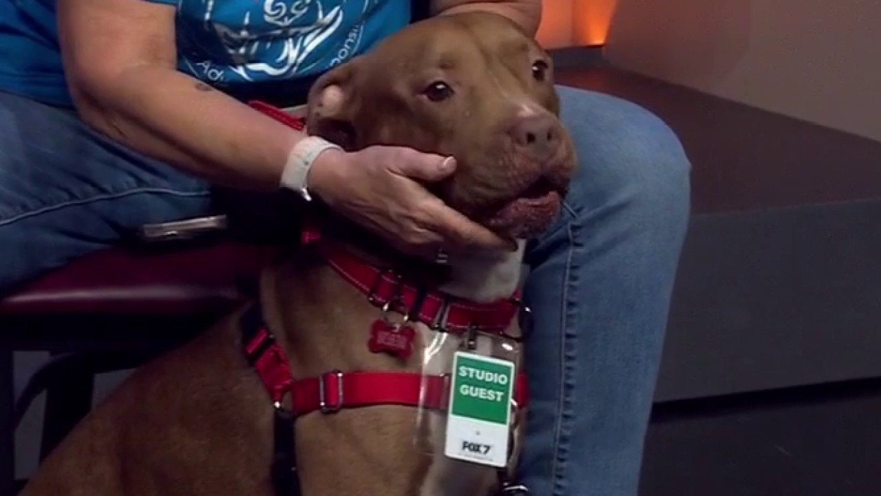 Tito at Love-A-Bull up for adoption
