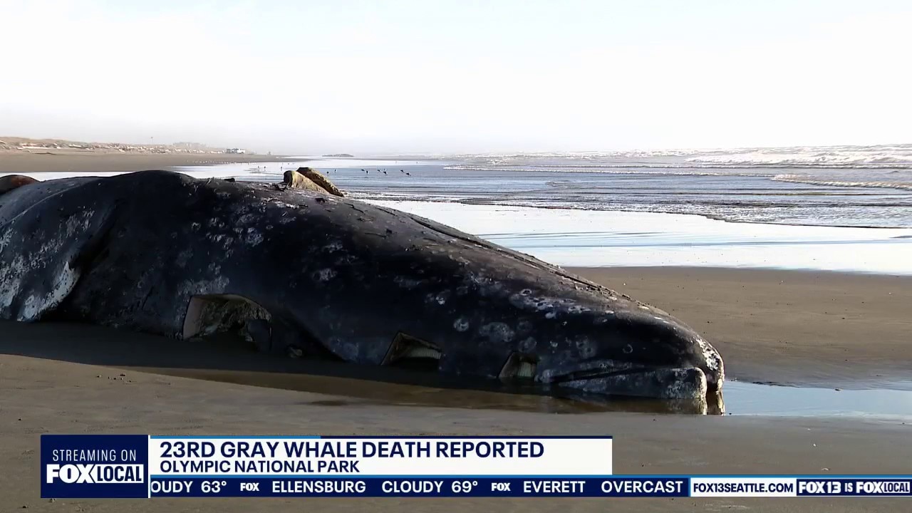 23rd gray whale death reported along Washington coast