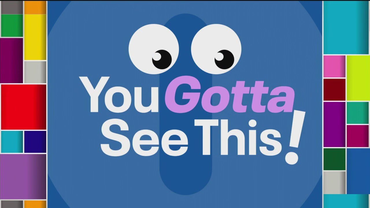 You Gotta See This: Cake-stealing possum