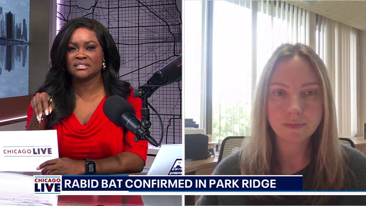 Cook County warns of a rabid bat in Park Ridge. What to know | ChicagoLIVE