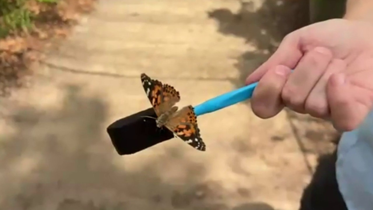 Chattahoochee Nature Center boasts beautiful butterflies