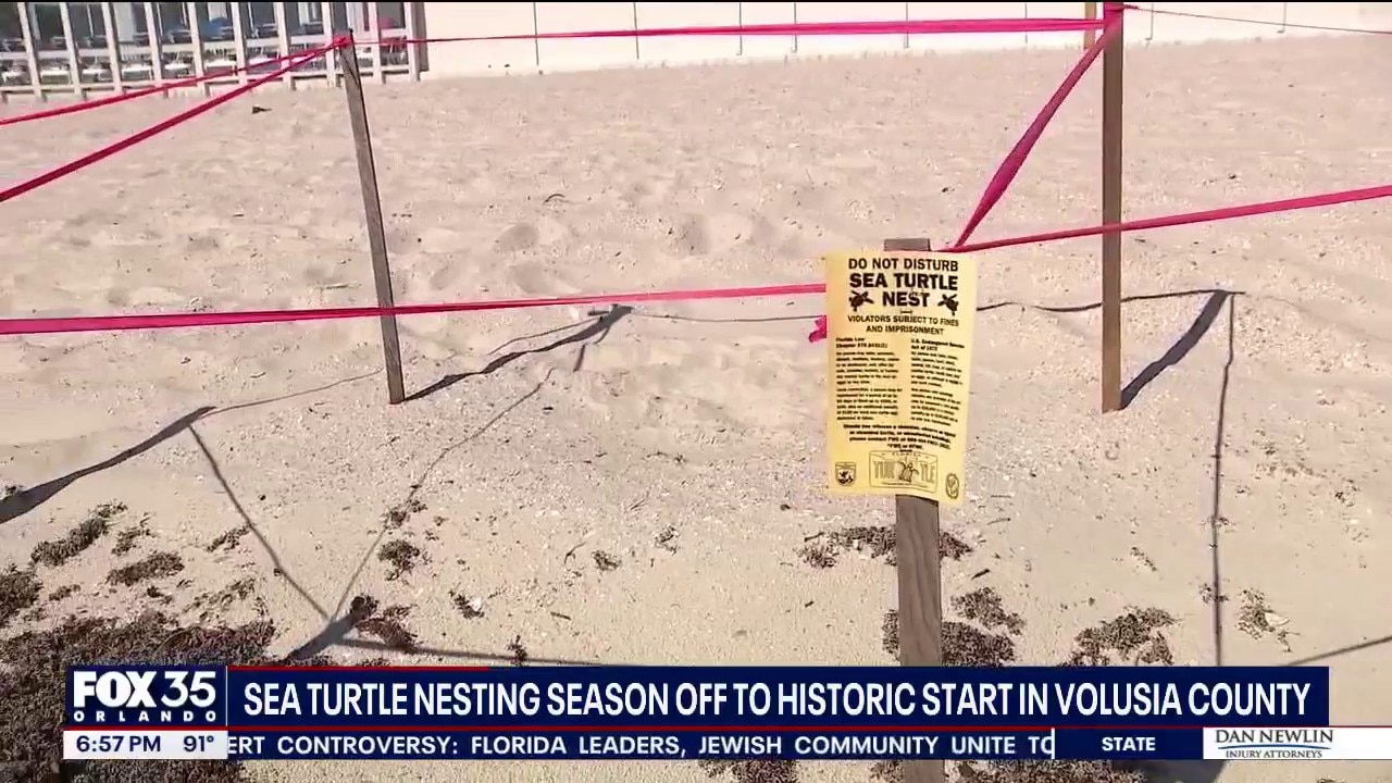 Sea turtle nesting season off to record start in Volusia County