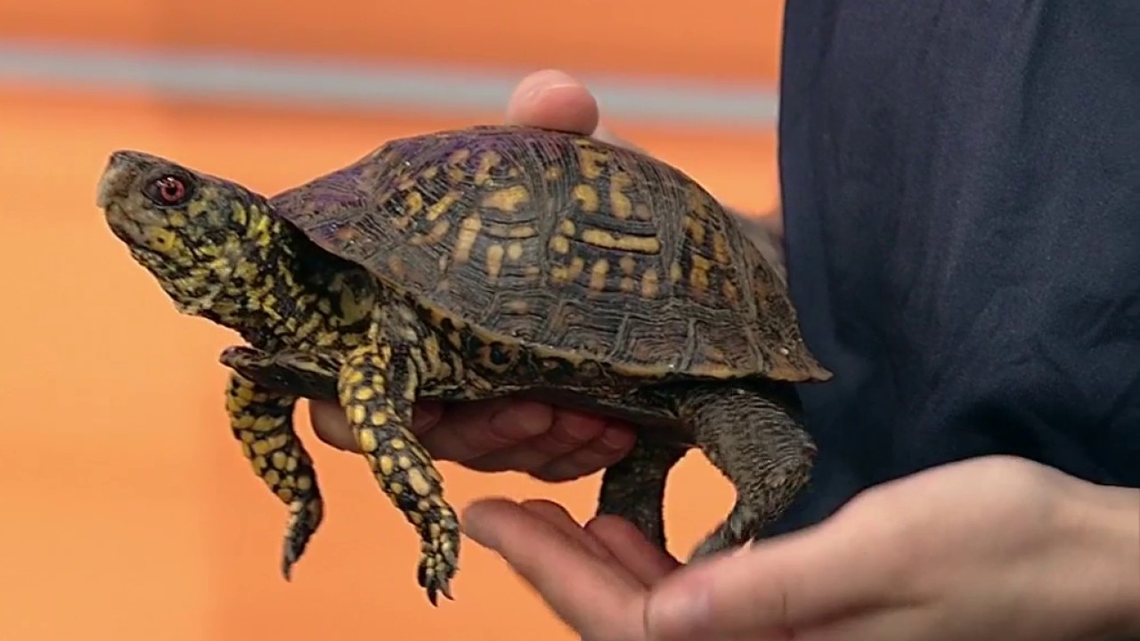 Zoo Atlanta: August events at the zoo