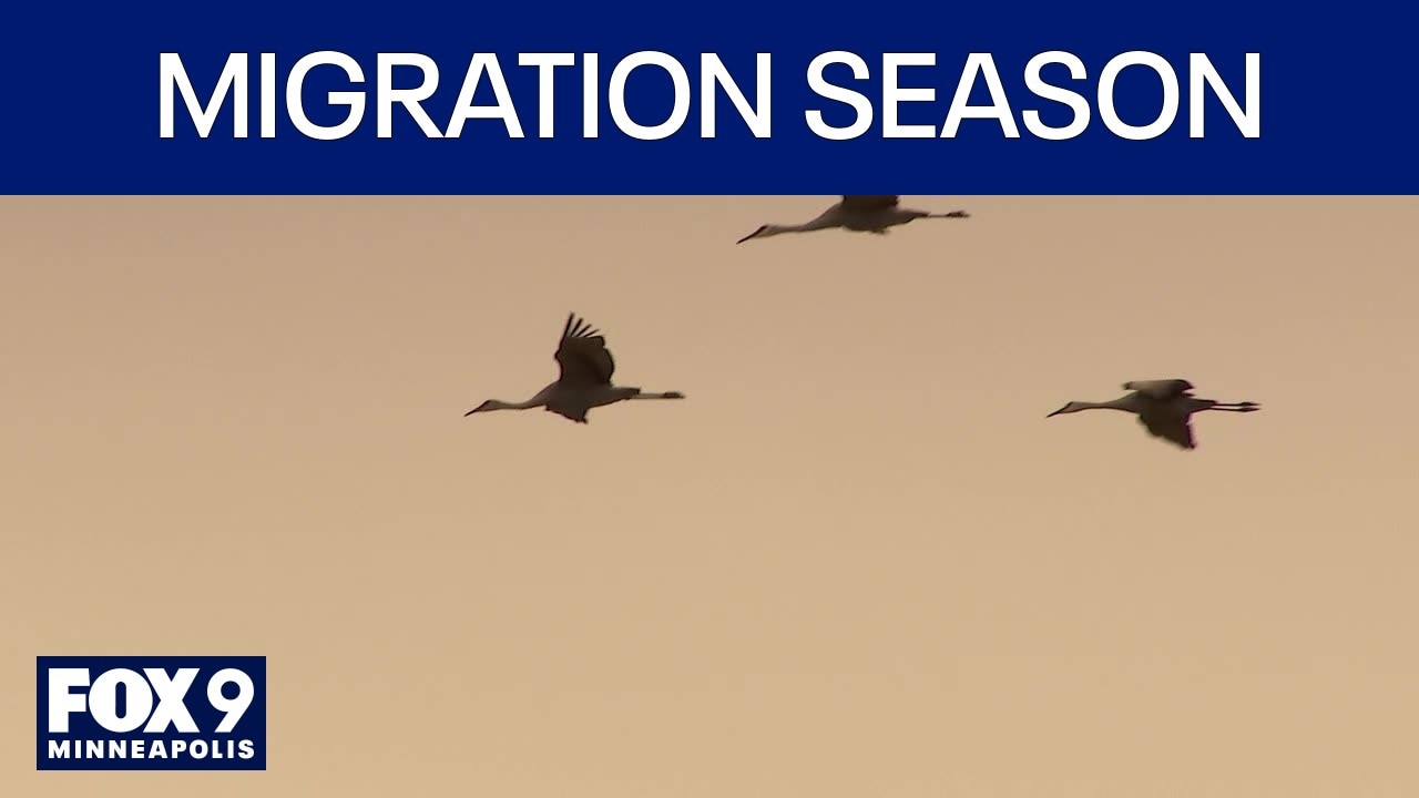When do birds know it's time to fly South? 