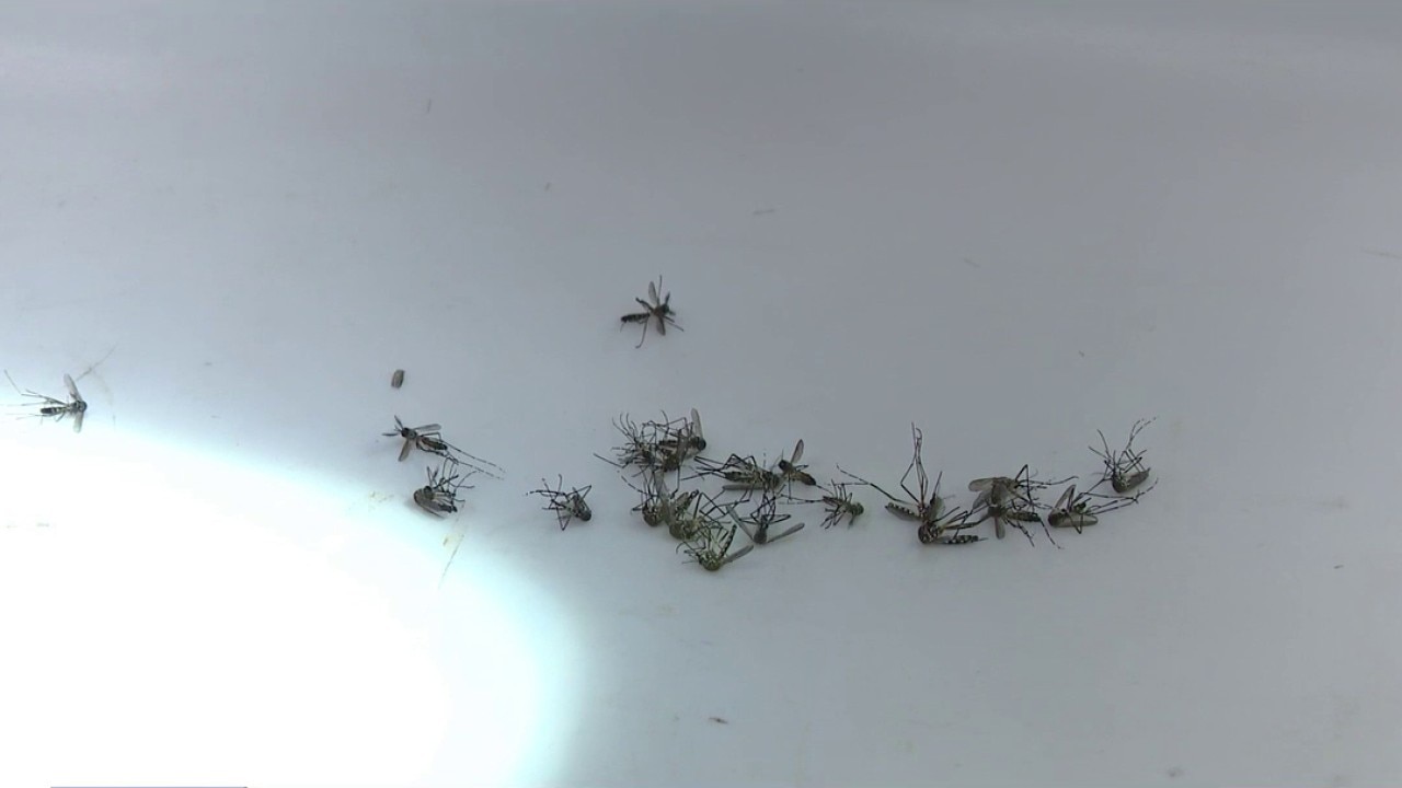 Local Dengue fever cases on the rise