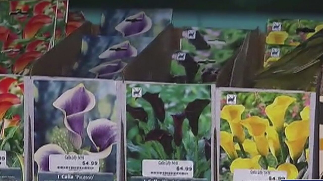 Your Garden: Summer and fall color