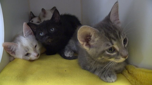 MADACC: Adoption fees waived for all adult cats, reduced for adult pit bulls