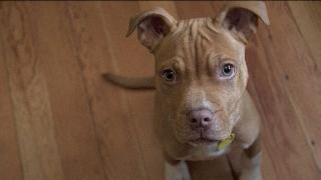 Couple hoping to bring MacGyver home