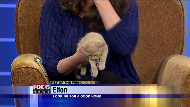 Elton the kitten is looking for a good home