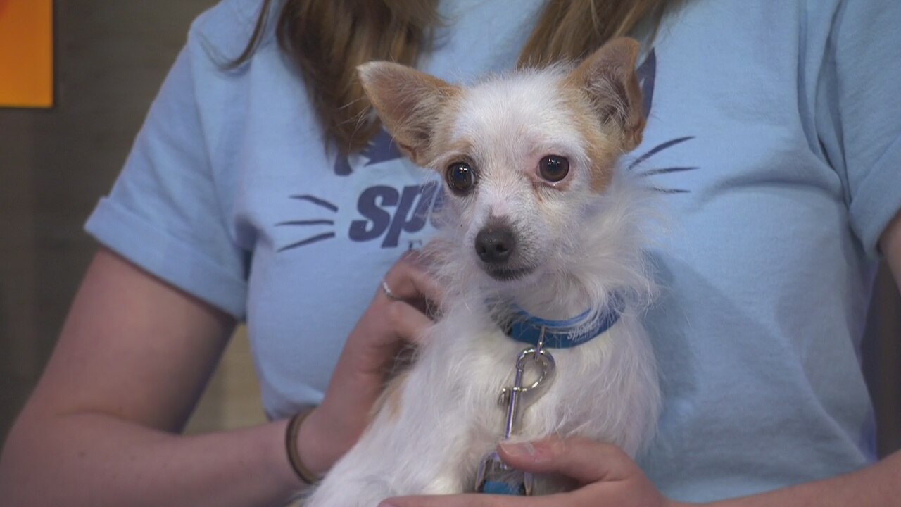 Pet Project: Napoleon at spcaLA