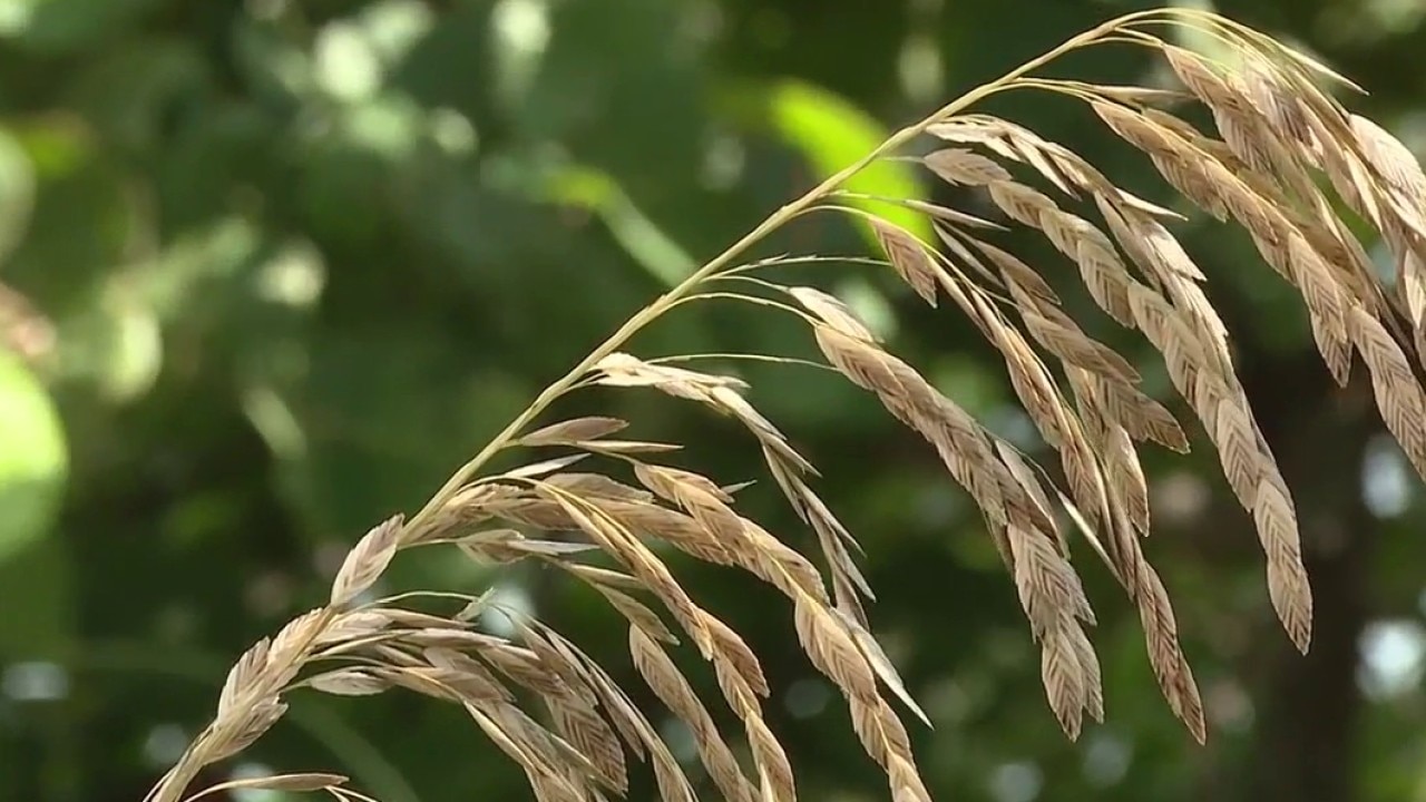 Volunteers restore sea oats on Anna Maria Island