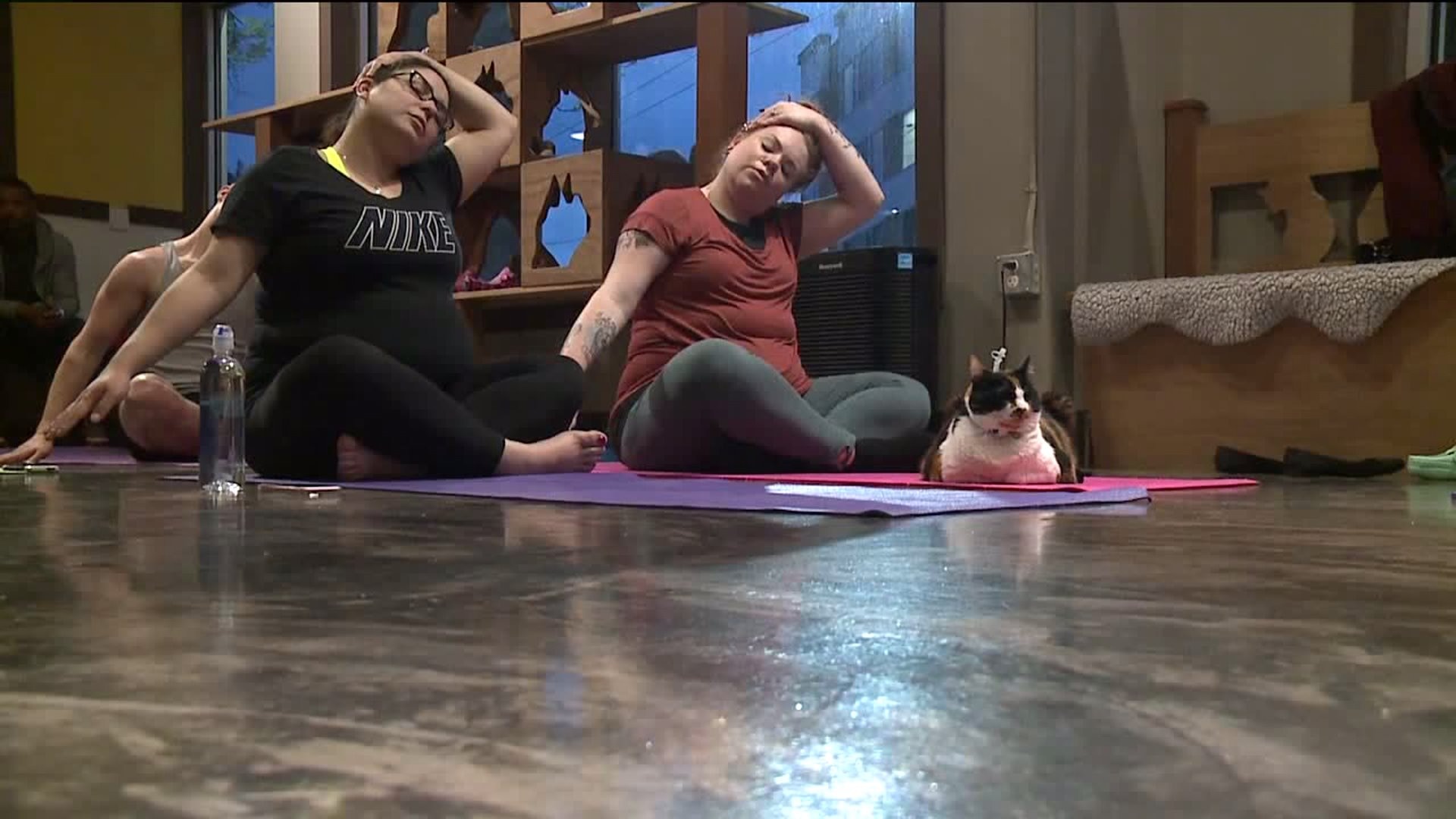 Yoga for Cats