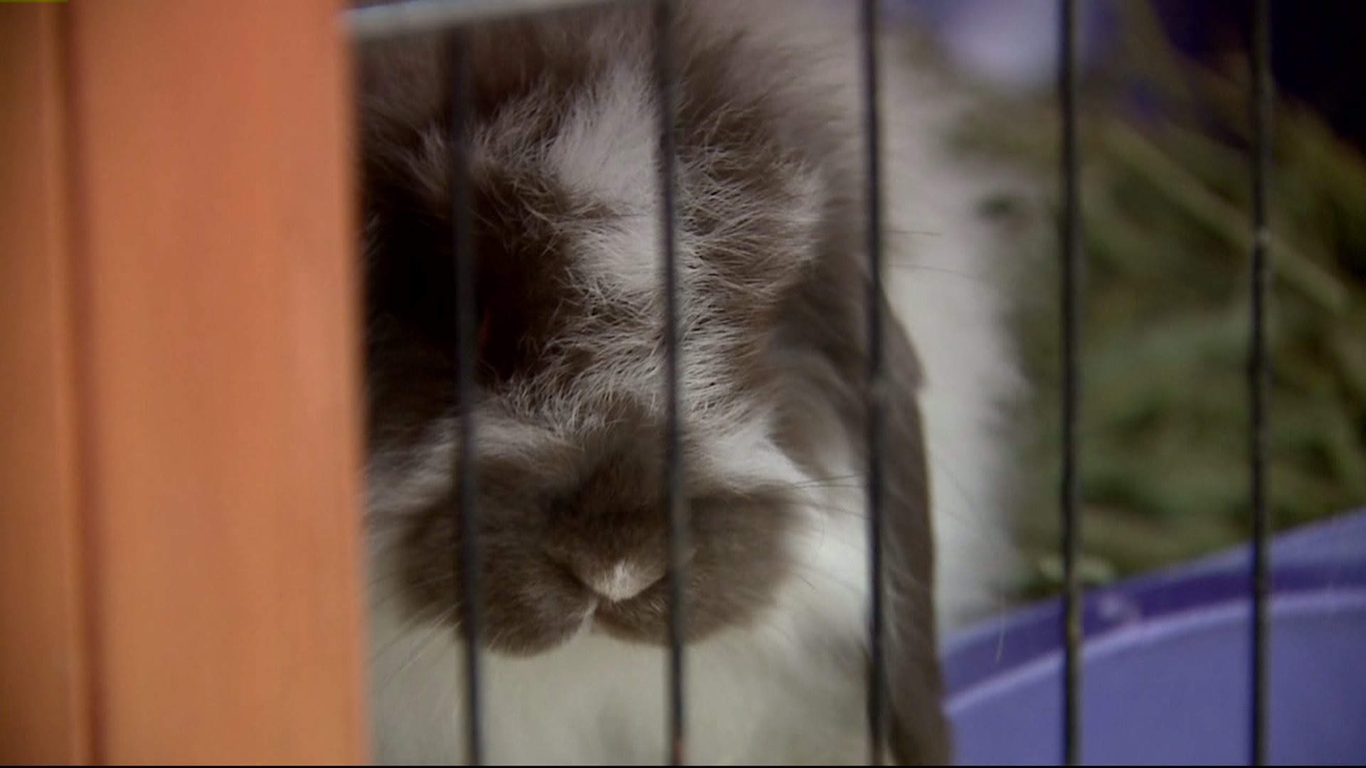 Rabbits, guinea pigs seized in Watertown