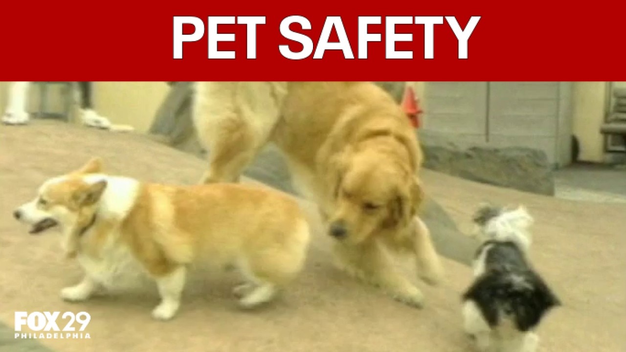 Fourth of July Pet Safety
