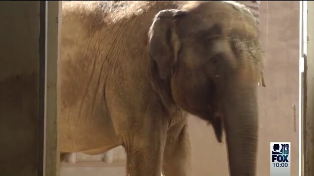 Activists Mourn Loss Of Chai The Elephant