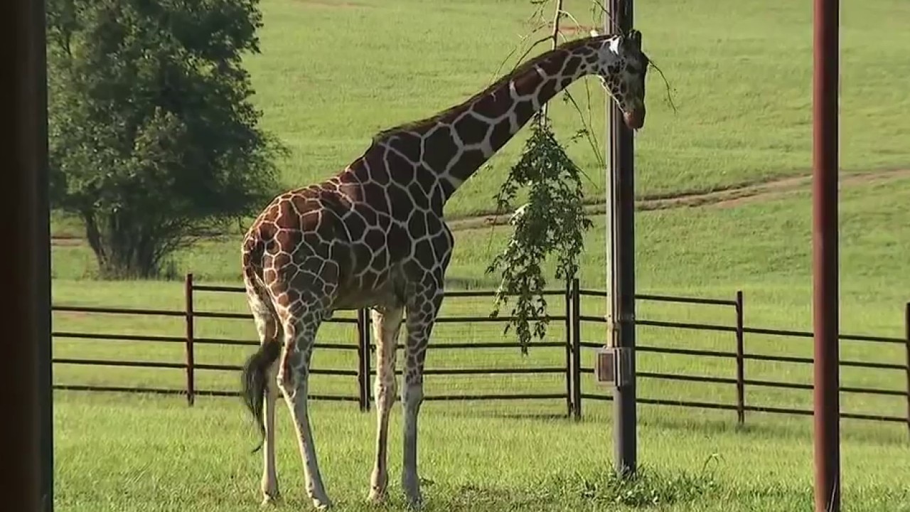 Safari conservation park brings African savanna to Georgia