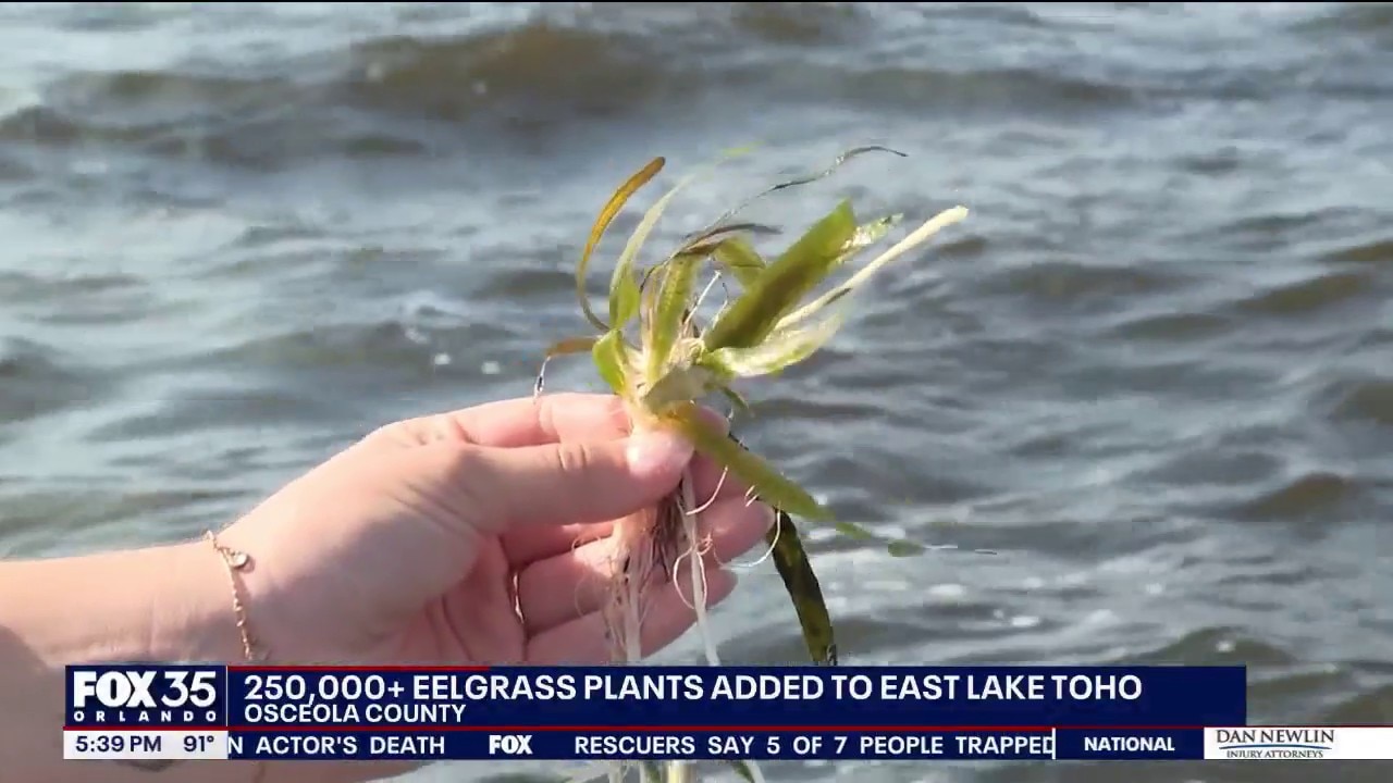 Restoration project adds eelgrass plants to East Lake Toho