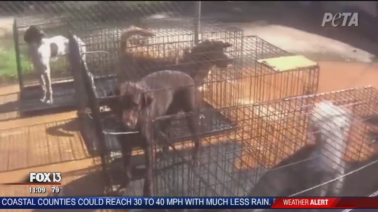 Kennel owner responds to PETA video