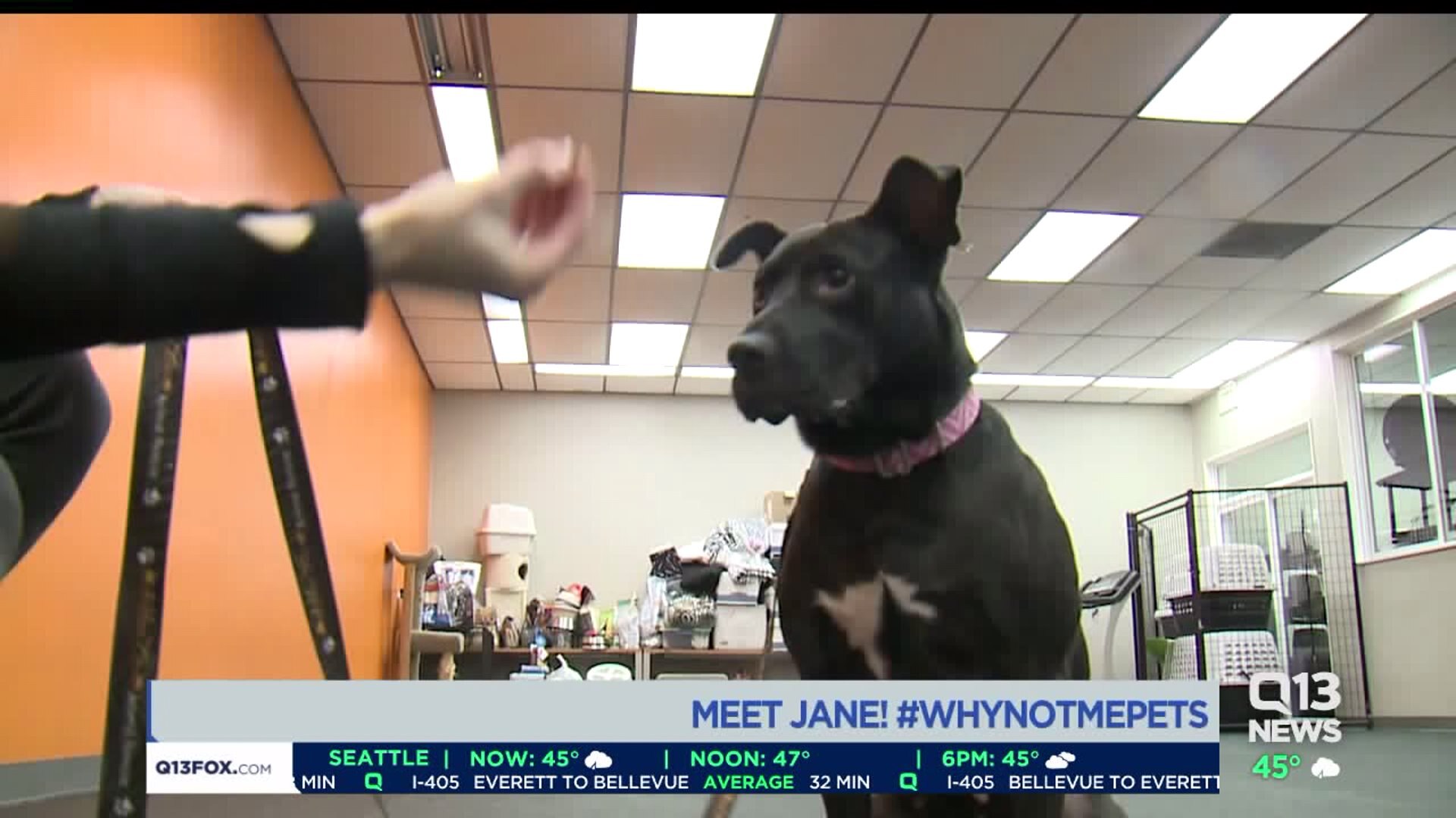 MEET JANE! #WHYNOTMEPETS