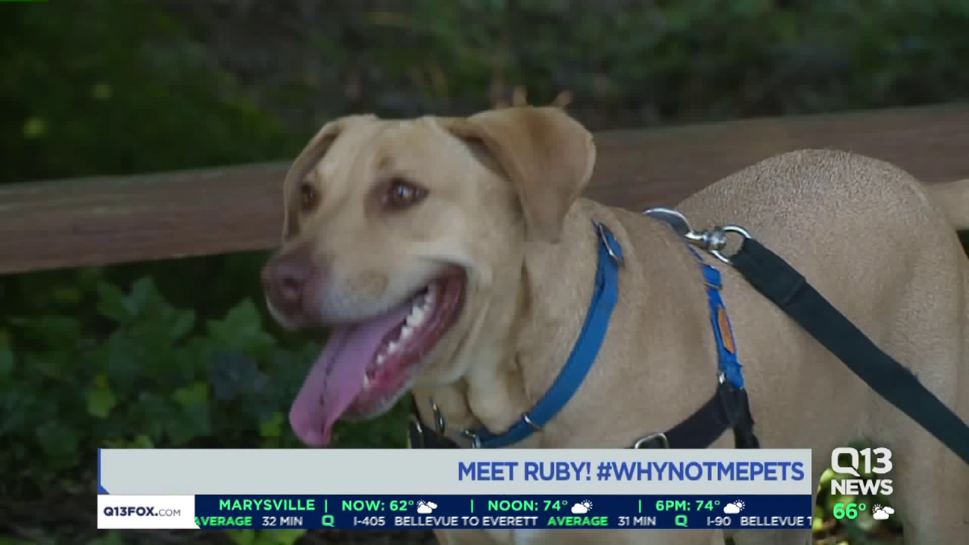 Meet Ruby! #WhyNotMePets