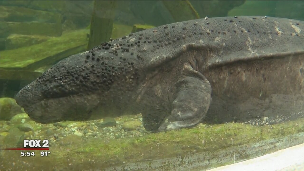 Detroit Zoo expands salamander exhibit