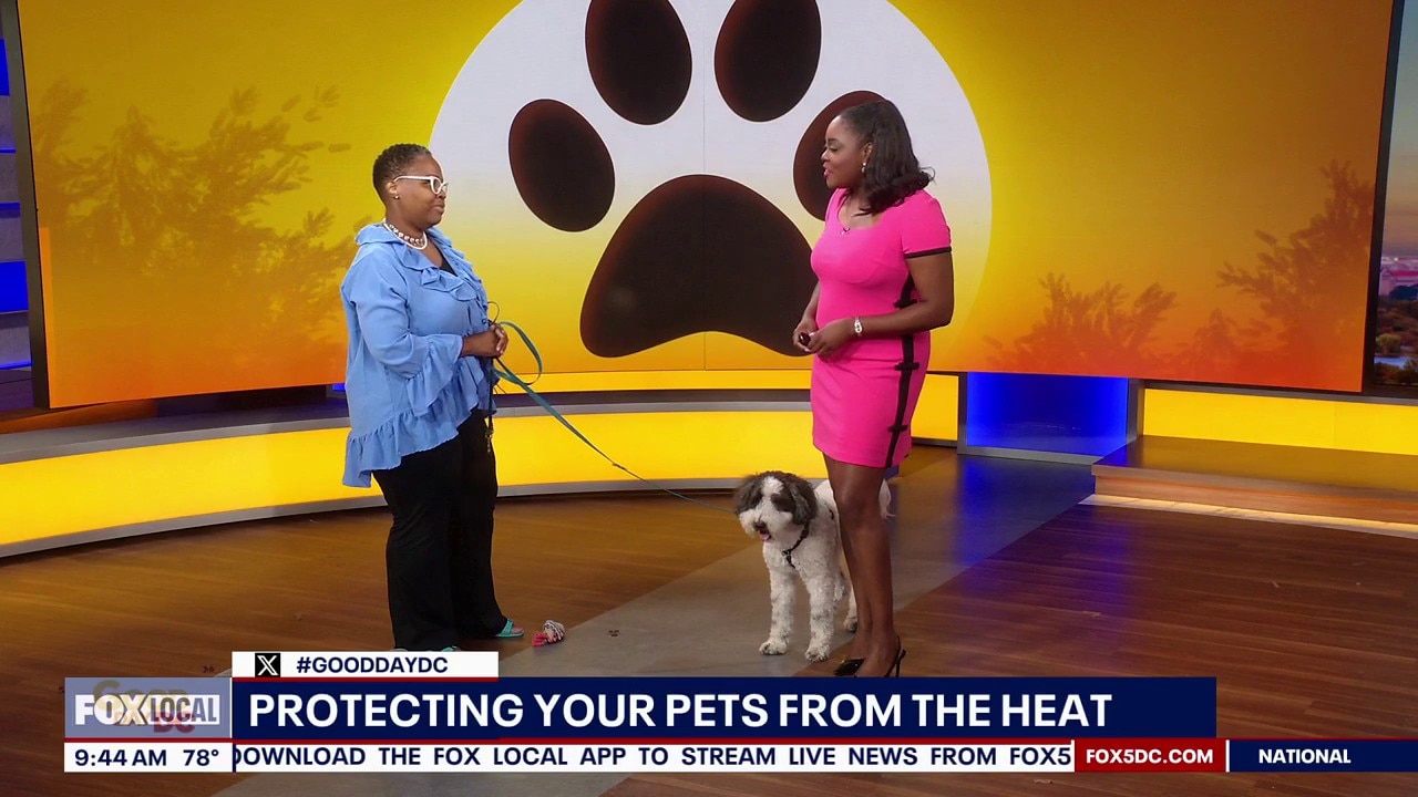 Protecting Your Pets From the Heat