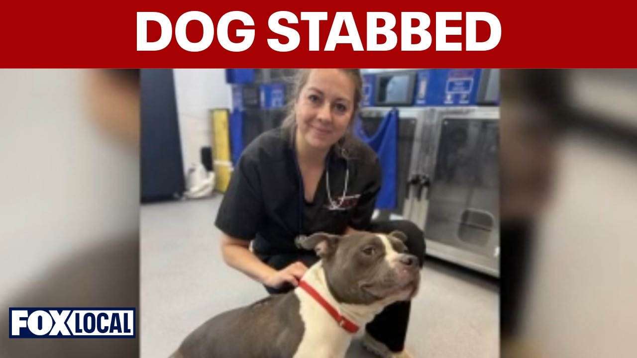 Police seek suspect in Southeast DC dog stabbing case