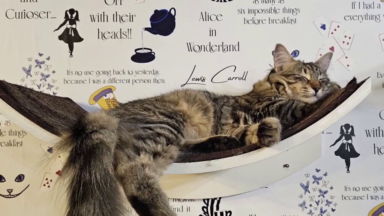 Fall Into Wonderland at Sydney’s Cat Lounge