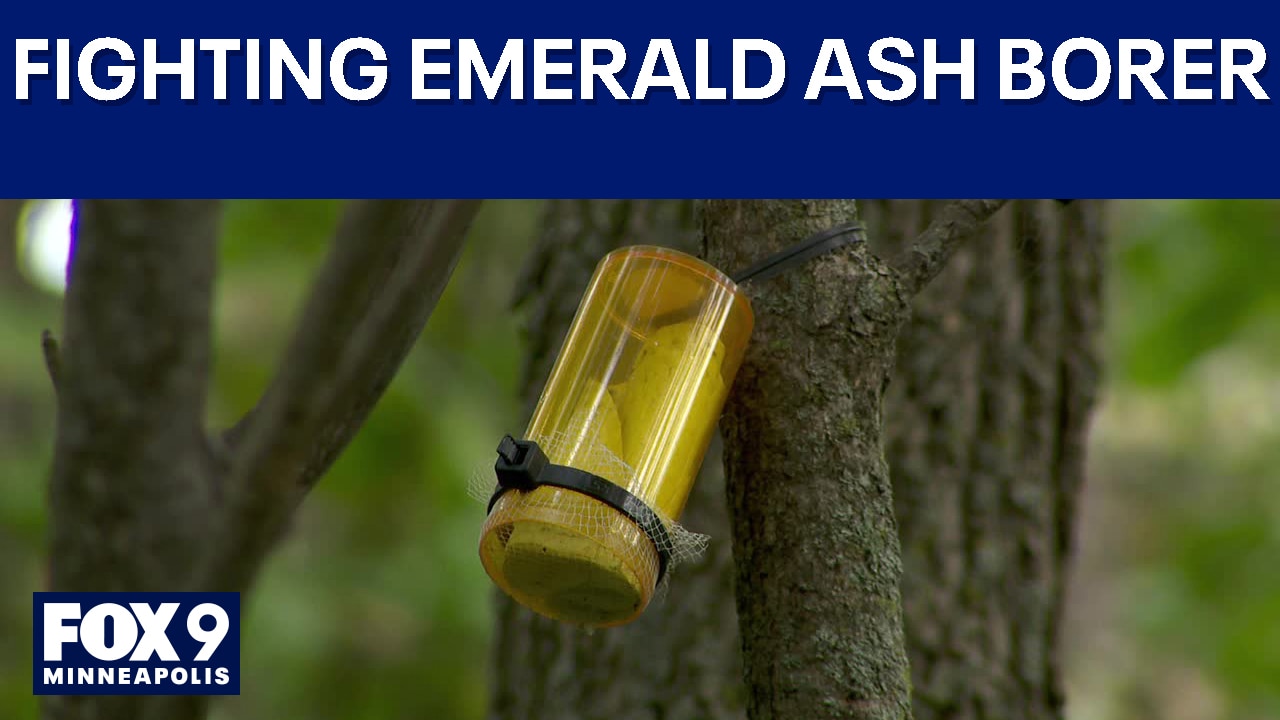 Wasps are the latest weapon in the MN fight against emerald ash borer