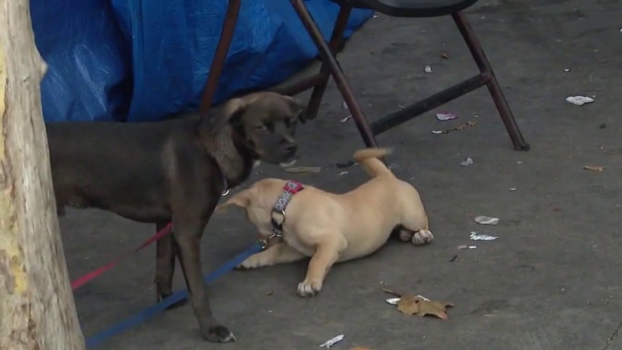 LA Animal Services GM outlines plans to improve city shelters