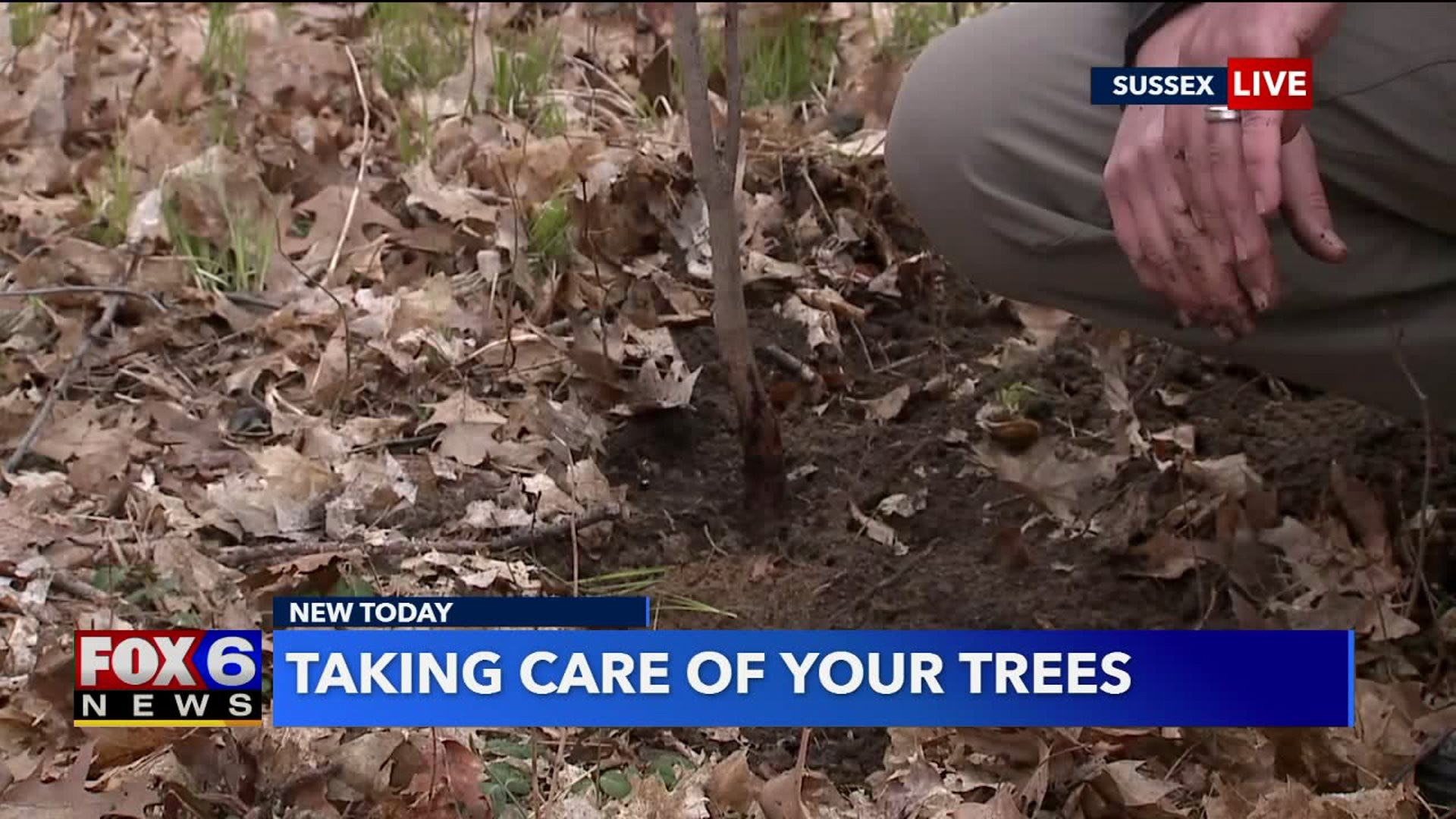 Planting trees
