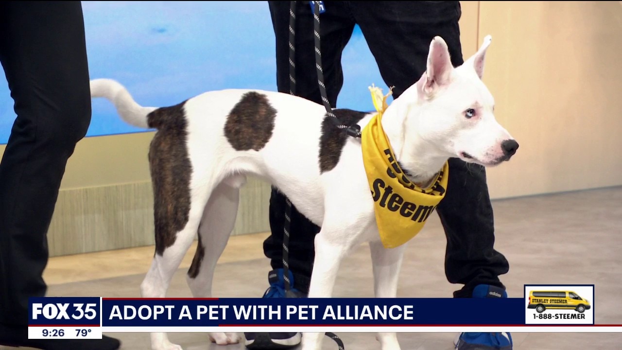 Adopt-A-Pet: Meet Cashe