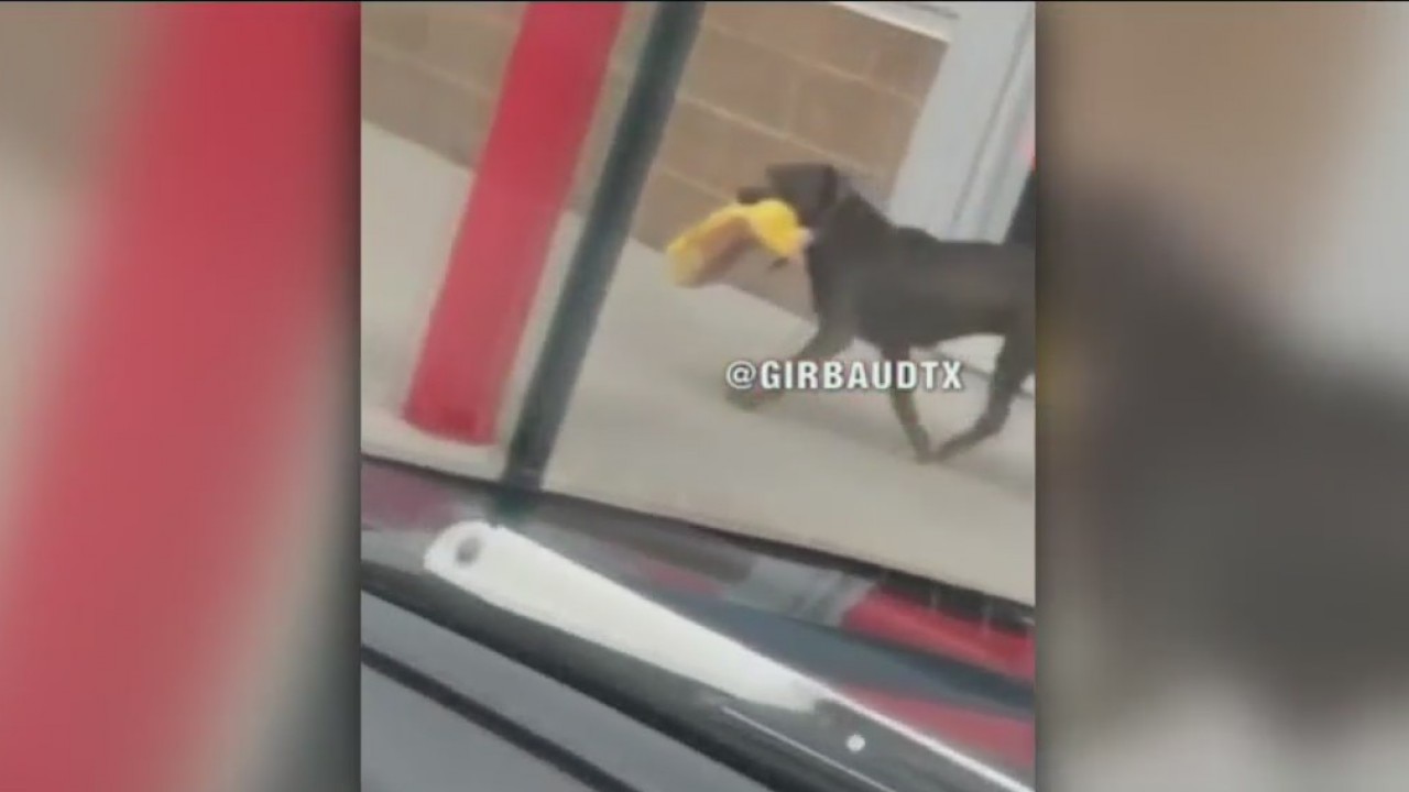 Crazy Azz Criminals: Animal Edition