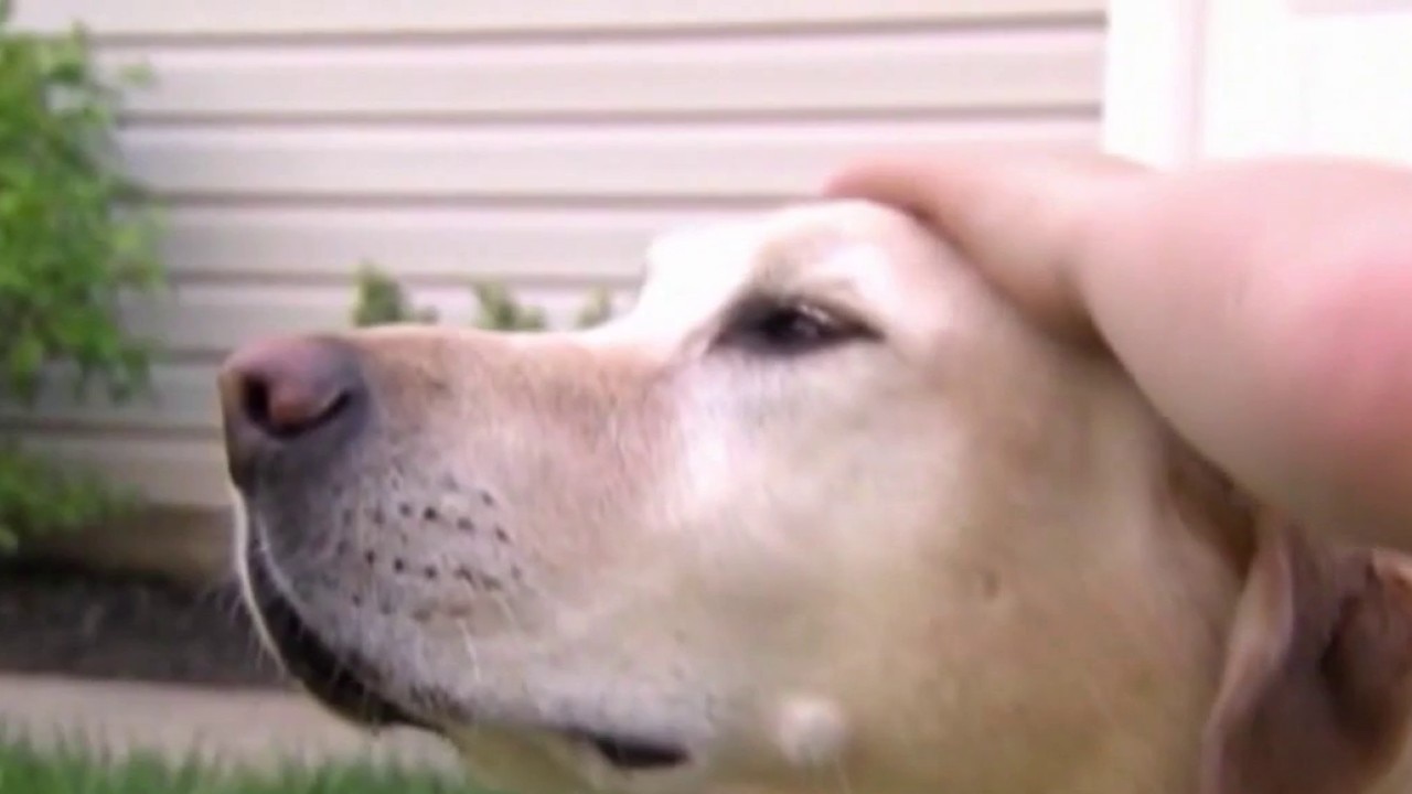 Missing pet scams: Wisconsin officials warn pet owners