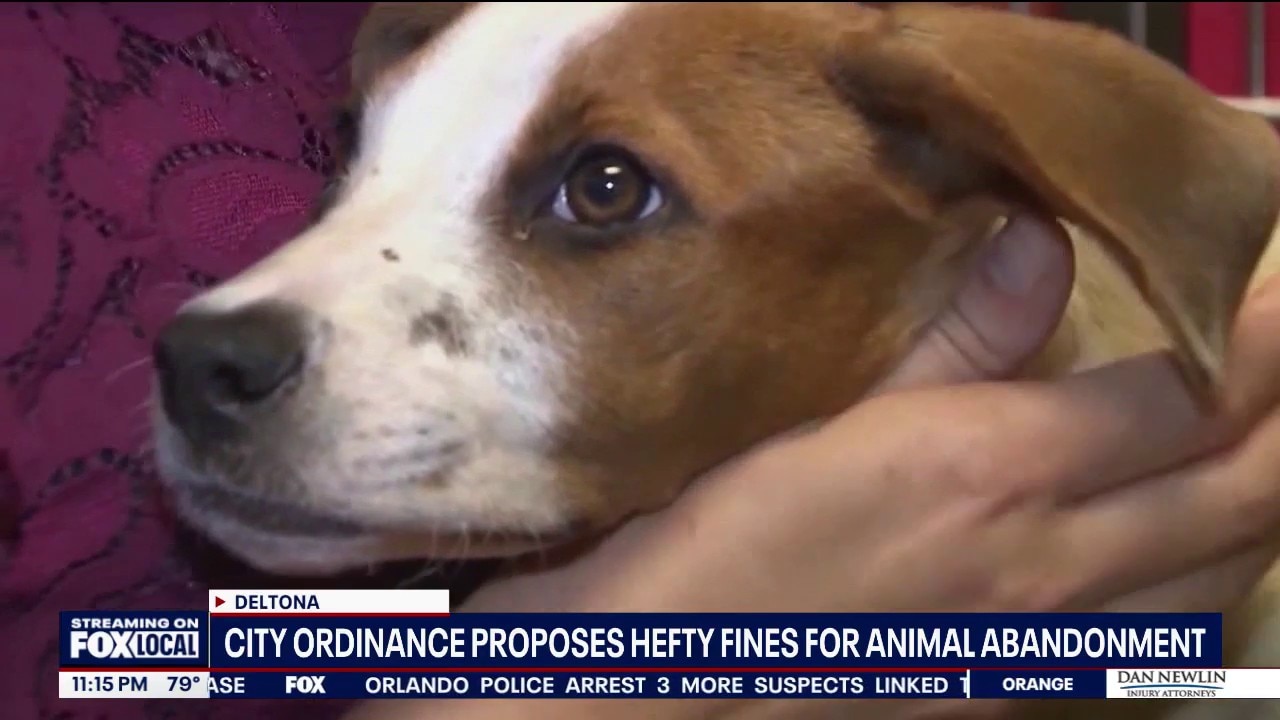 Deltona considers fines of up to $7,500 for abandoning pets