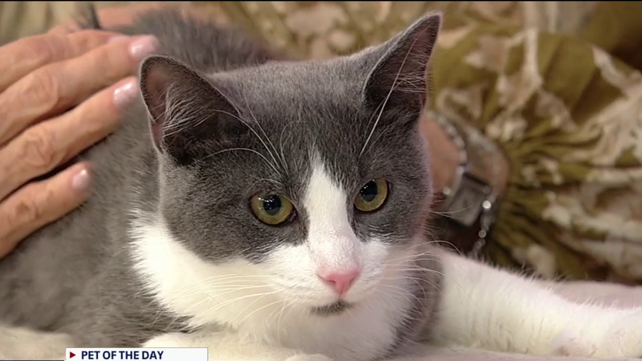 Pet of the day: DeeDee