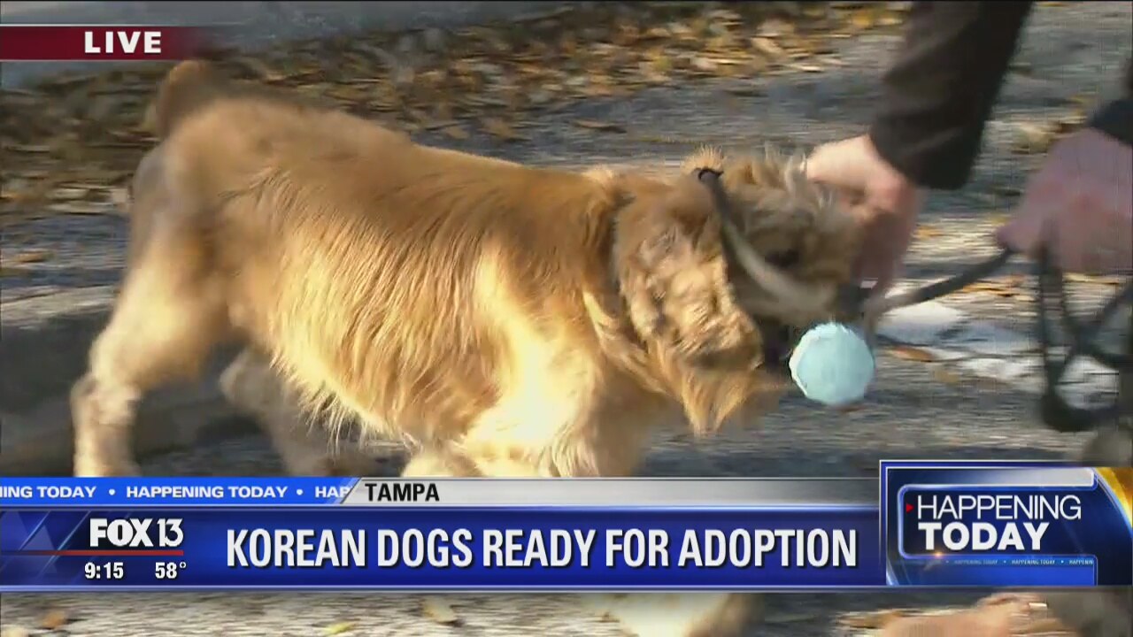 More Korean dogs ready for adoption