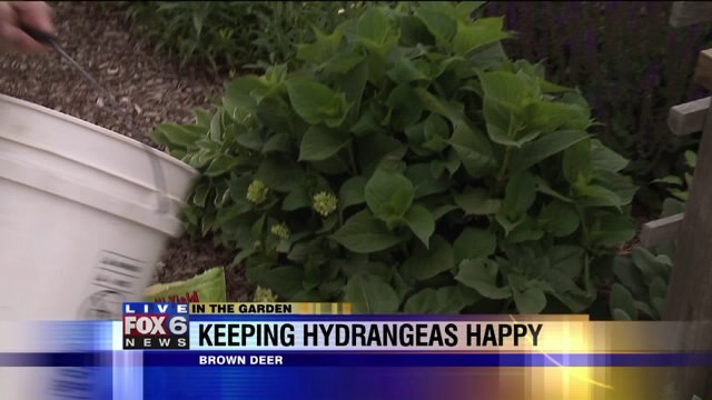 Tips and tricks for keeping hydrangea happy