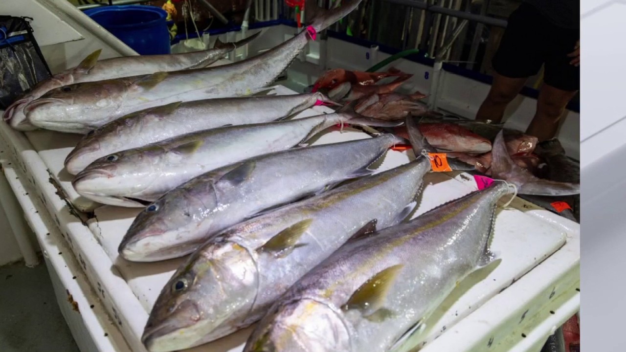 Snook on Move