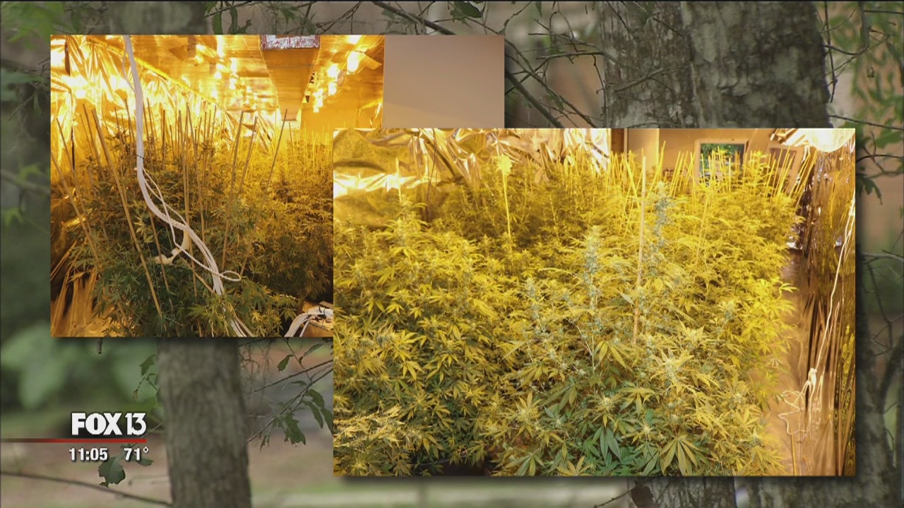 Cuban marijuana growing ring busted