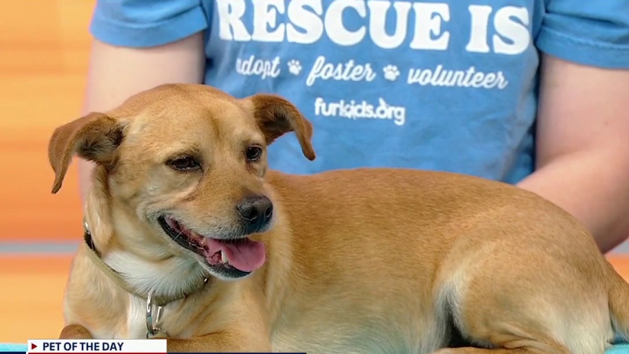 Pet of the day: Canelo