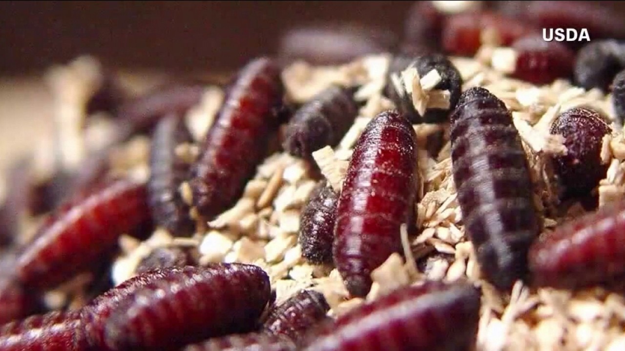 Dog tests positive for flesh-eating parasite in Cochise County