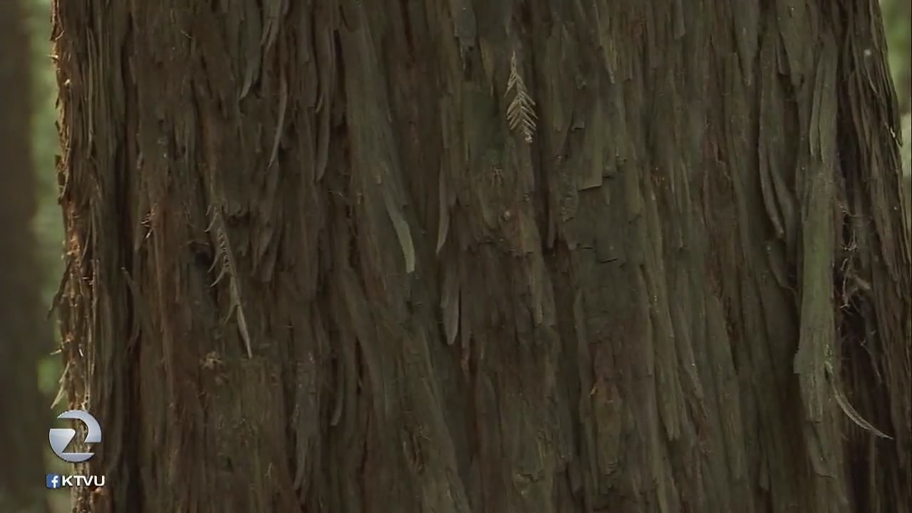 San Francisco scientists take an unprecedented look at California's redwood trees