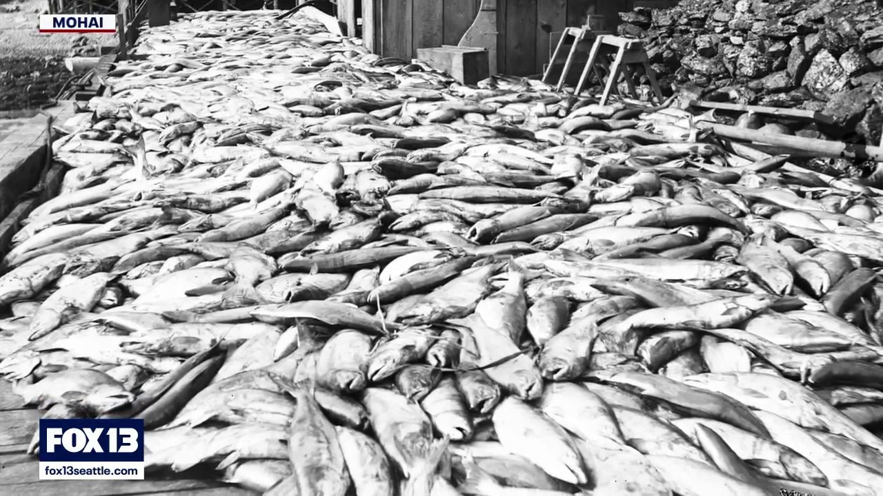 How million of wasted fish shaped Washington's salmon fishing history
