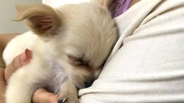 3-month-old puppy abandoned in airport bathroom with heartbreaking, handwritten note