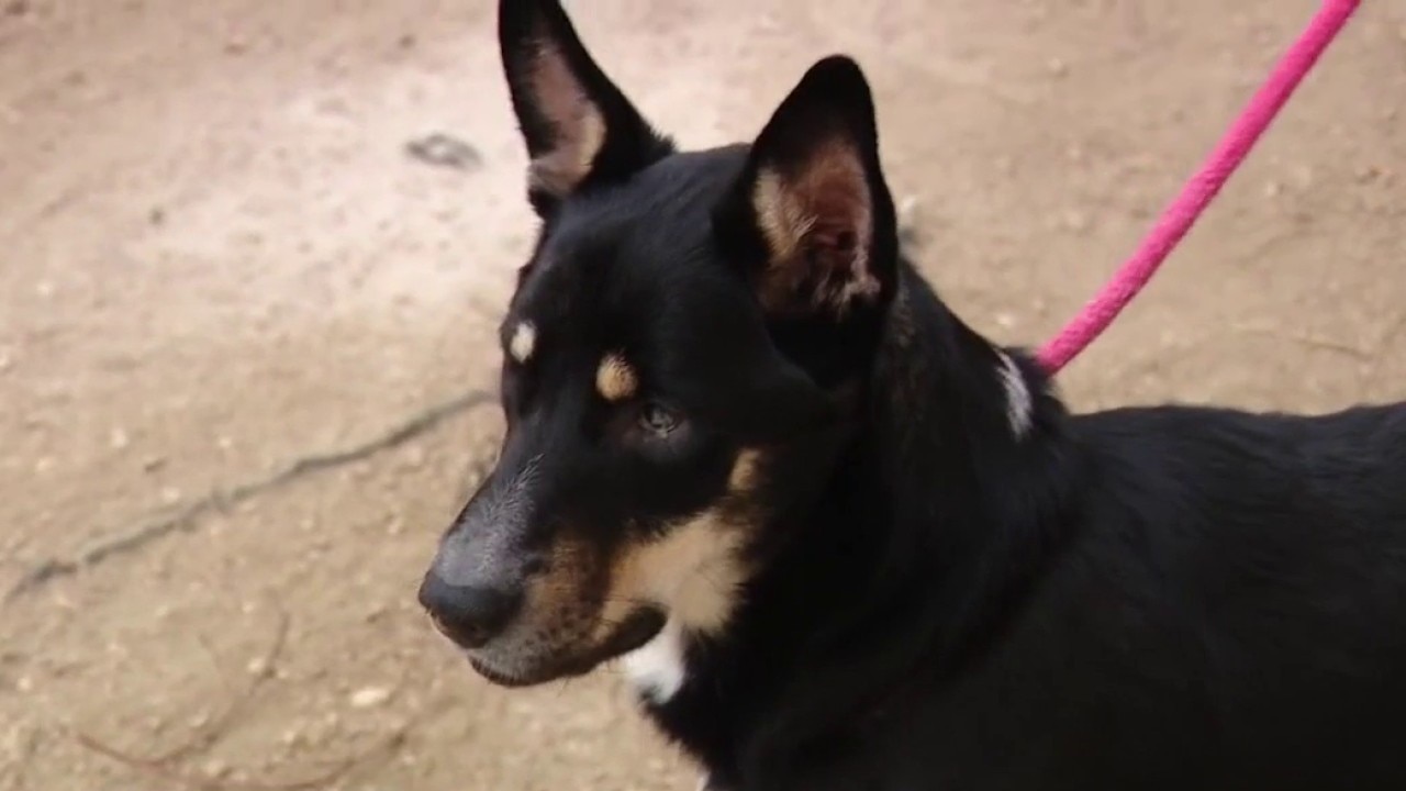 Meet Tommy Pickles: Pet of the Weekend