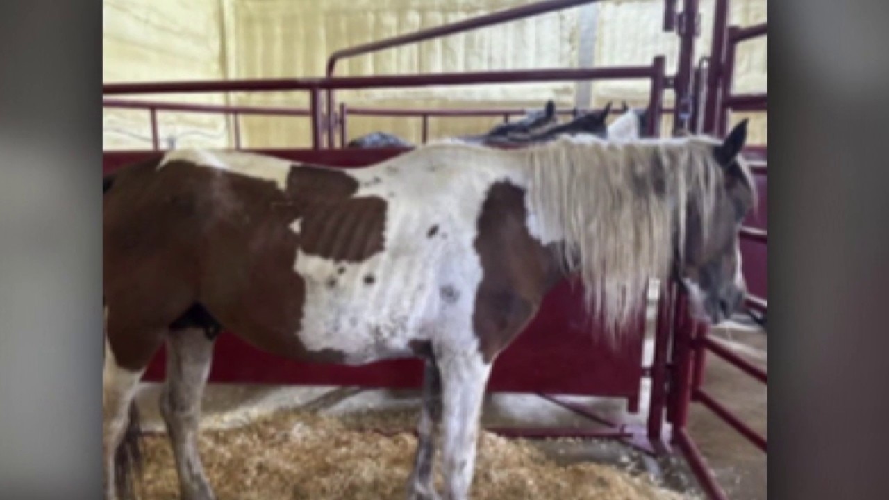 Cartels using 'horse slaughter pipeline' to smuggle illegal drugs 