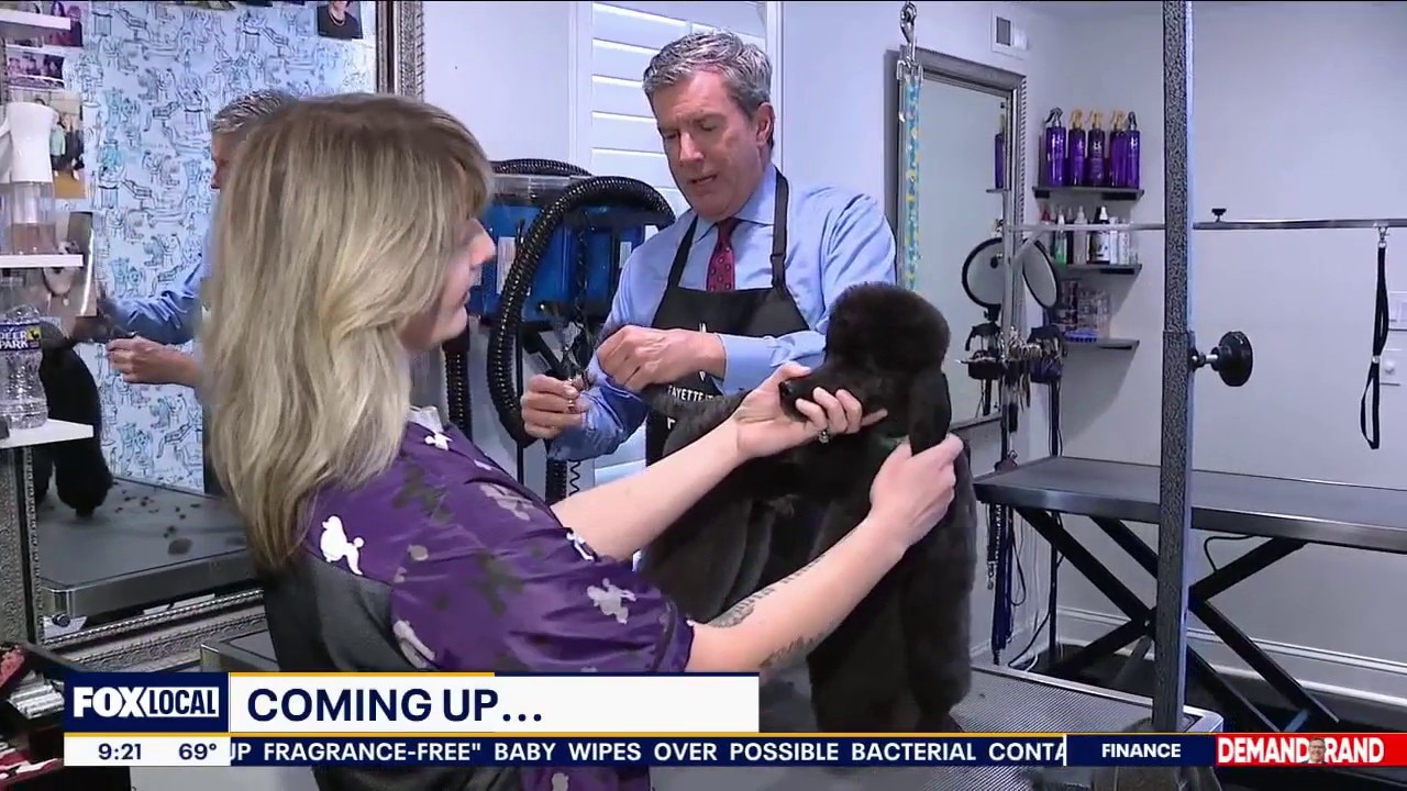 Bob On The Job: Dog Groomer